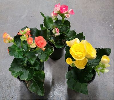 Rieger Begonia Assortment